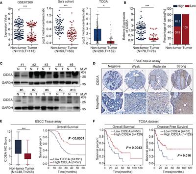 Down-Regulation of CIDEA Promoted Tumor Growth and Contributed to Cisplatin Resistance by Regulating the JNK-p21/Bad Signaling Pathways in Esophageal Squamous Cell Carcinoma